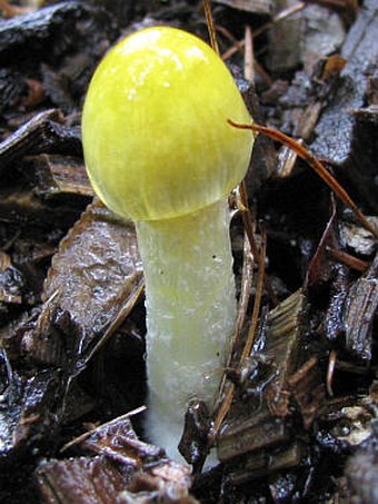 Bolbitius vitellinus