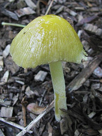 Bolbitius vitellinus