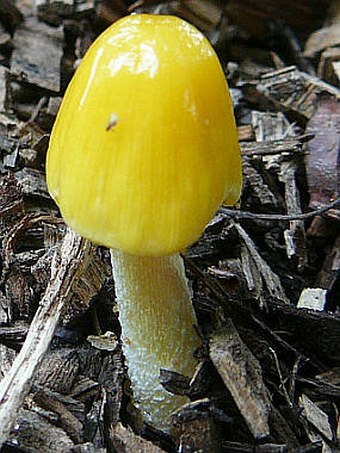 Bolbitius vitellinus