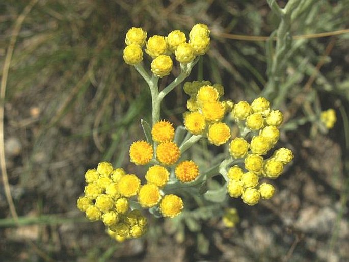 Helichrysum arenarium