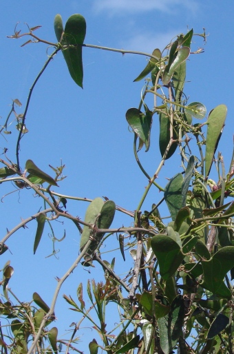 Smilax aspera