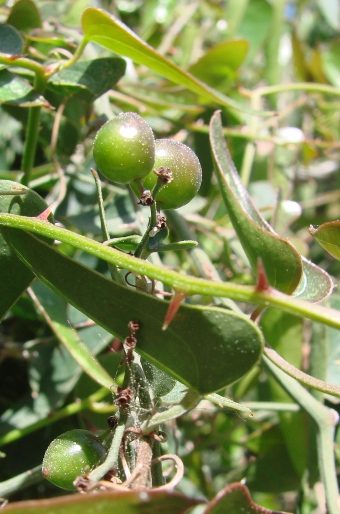 Smilax aspera