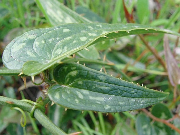 Smilax aspera