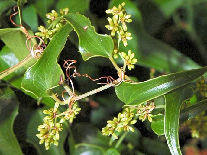 Smilax aspera