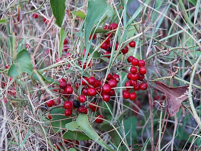 Smilax aspera