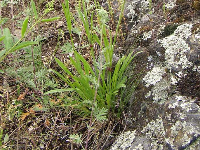 Viscaria vulgaris