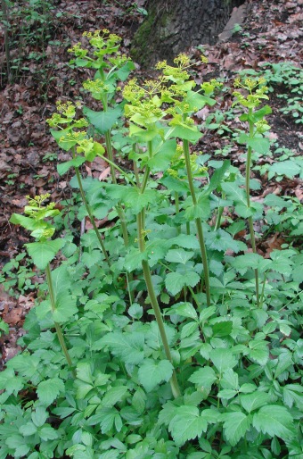 Smyrnium perfoliatum