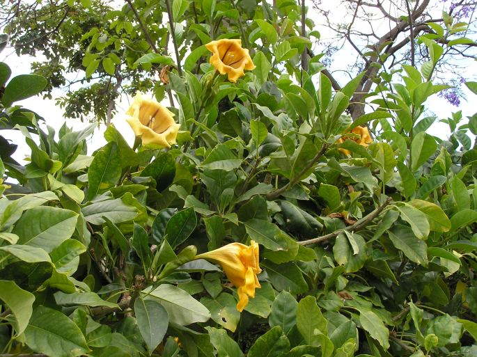 Solandra maxima