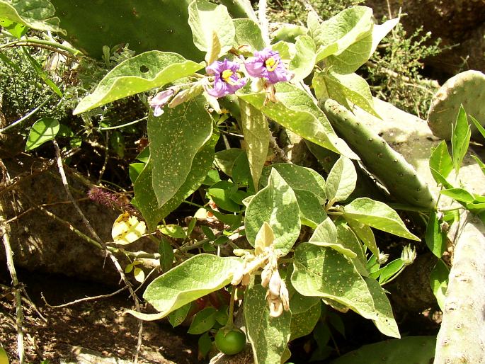 Solanum vespertilio