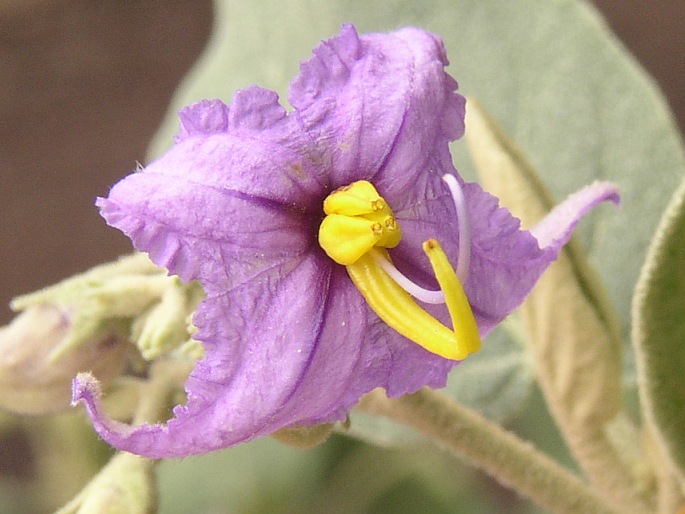 Solanum vespertilio