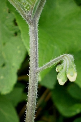 Solanum decipiens