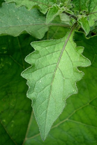 Solanum decipiens