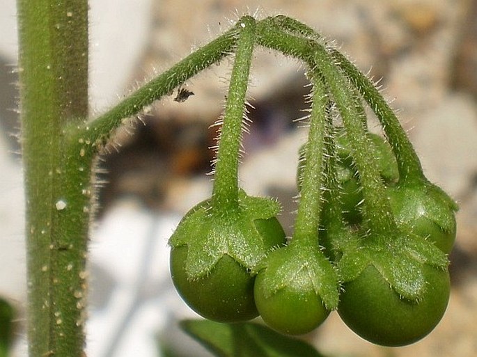 Solanum decipiens