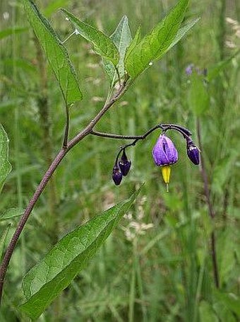 Solanum dulcamara