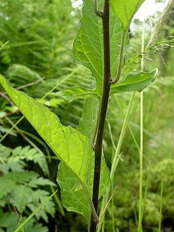 Solanum dulcamara