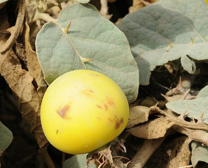 Solanum incanum