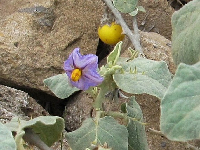 Solanum incanum