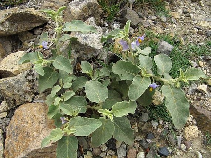 Solanum incanum