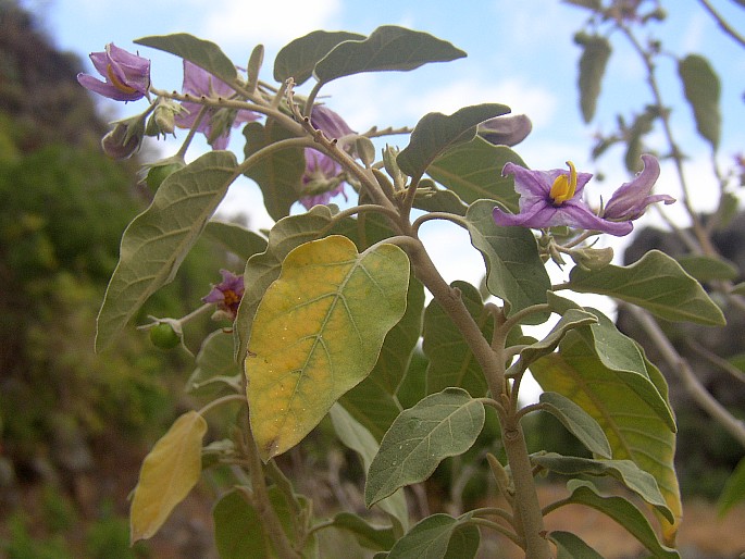 Solanum lidii