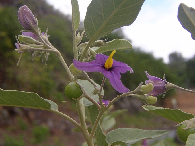 Solanum lidii