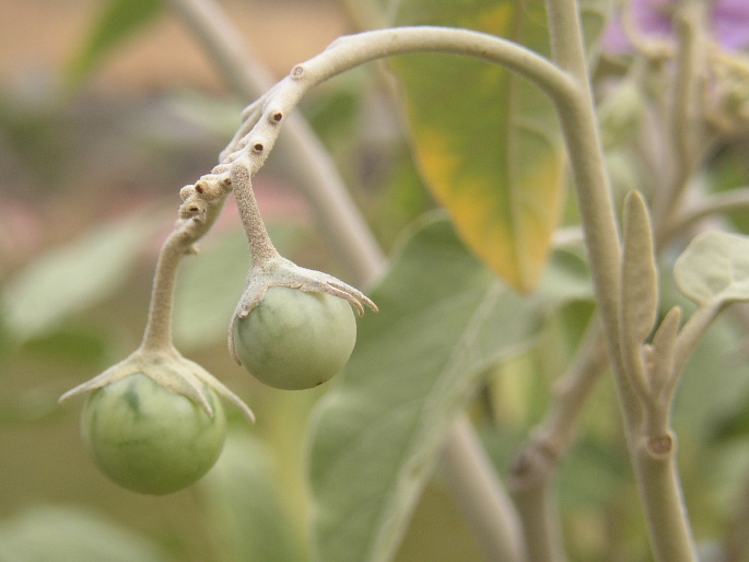 Solanum lidii