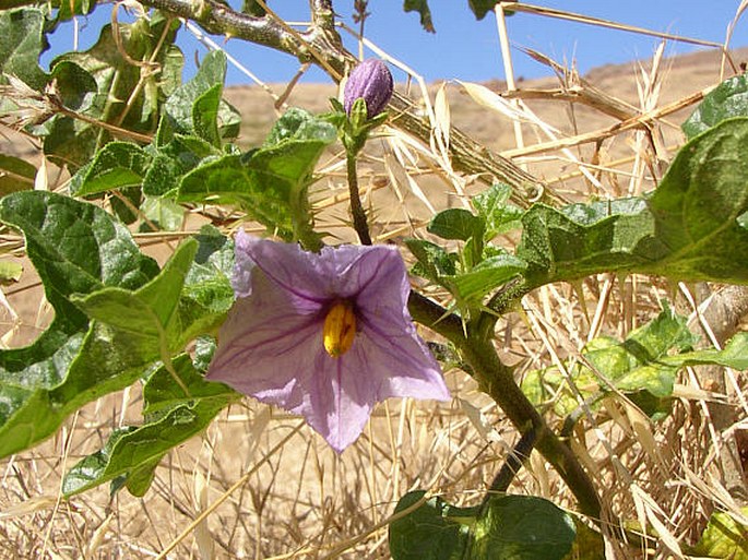 SOLANUM LINNAEANUM Hepper et P.-M. L. Jaeger – lilek sodomský / ľuľok