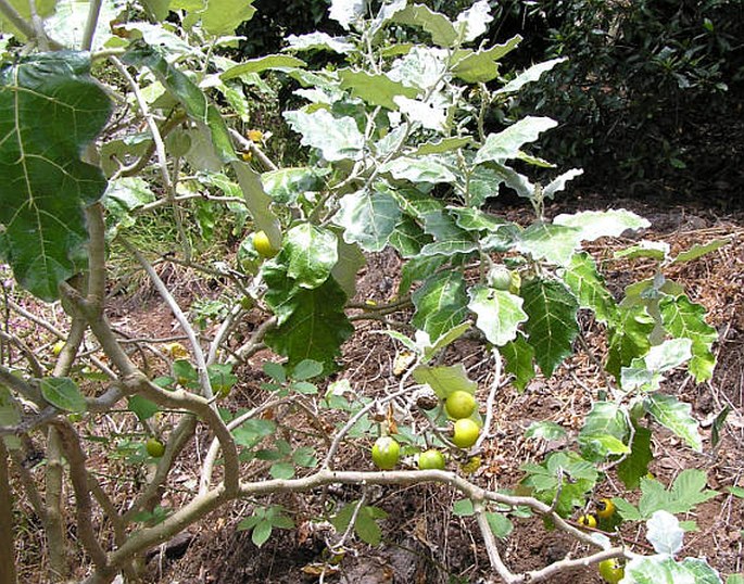 Solanum marginatum