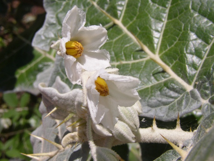 Solanum marginatum