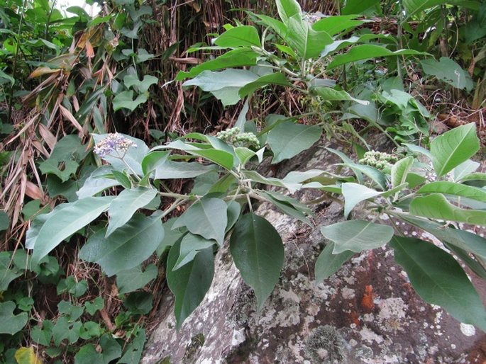 Solanum mauritianum