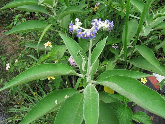 Solanum mauritianum