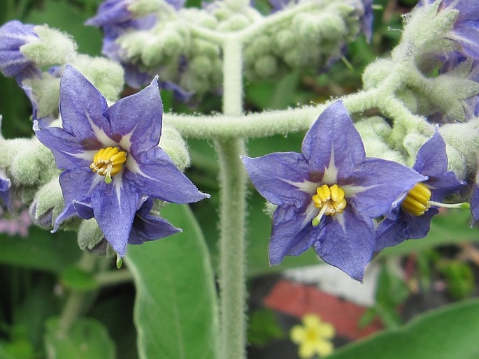 Solanum mauritianum