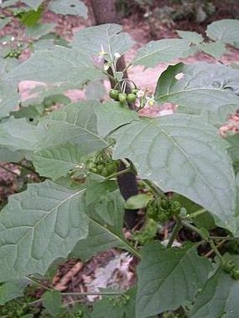 Solanum nigrum