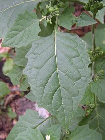 Solanum nigrum