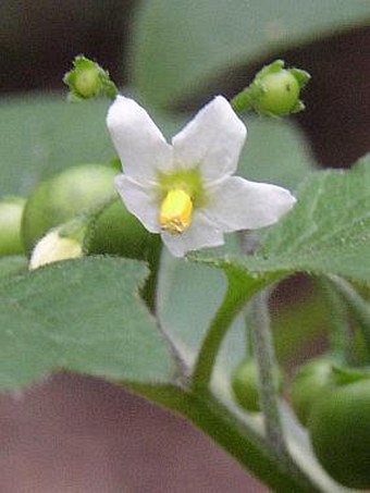 Solanum nigrum