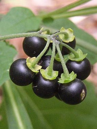 Solanum nigrum