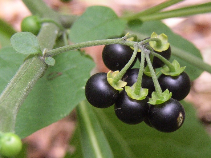 Solanum nigrum