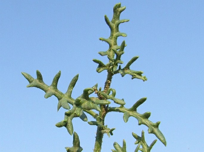 Solanum triflorum