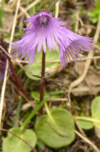 Soldanella alpina