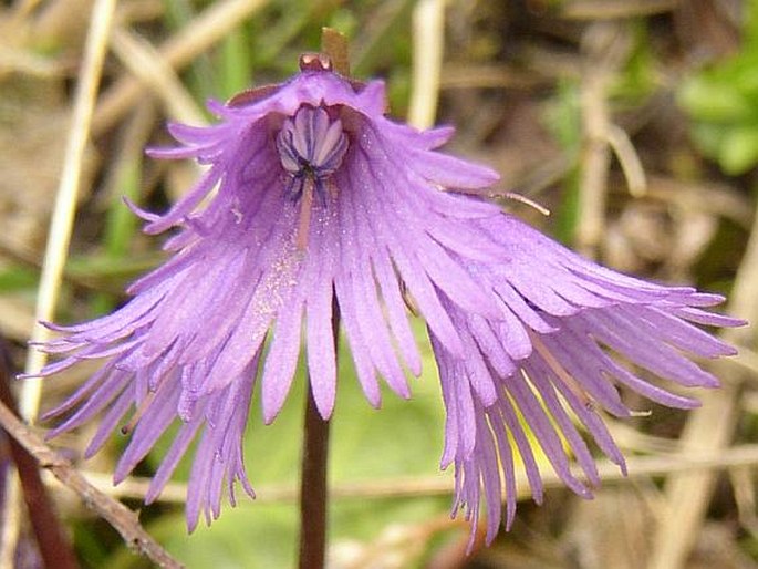 SOLDANELLA ALPINA L. – dřípatka / soldanelka