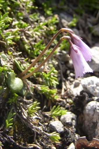 Soldanella austriaca