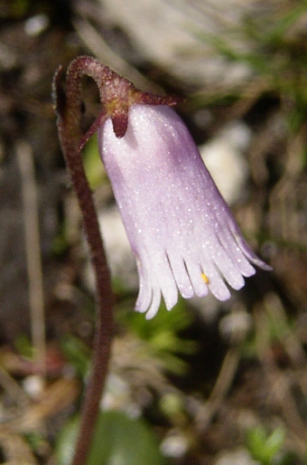 Soldanella austriaca