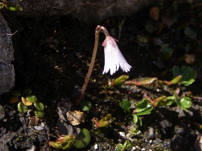 Soldanella austriaca