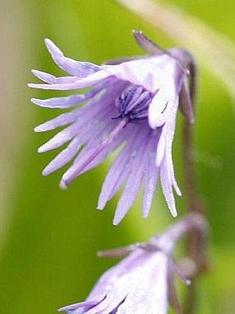 Soldanella carpatica