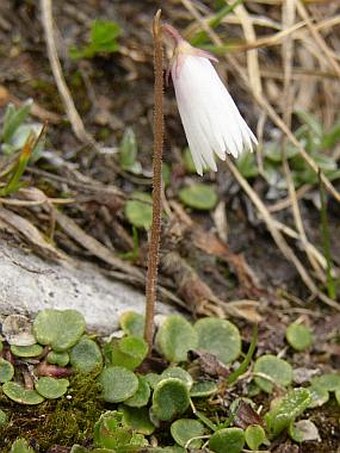 Soldanella minima