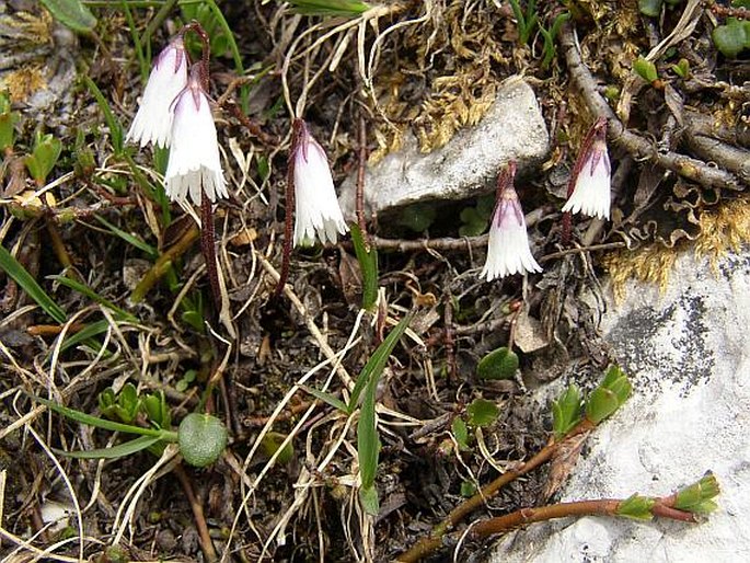 SOLDANELLA MINIMA Hoppe – dřípatka / soldanelka