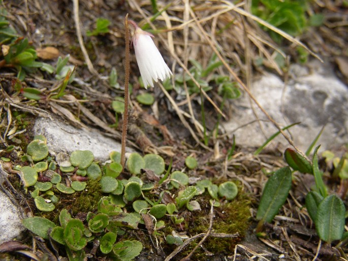 Soldanella minima