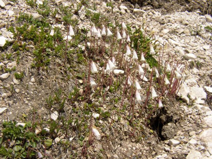 Soldanella minima