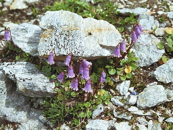 Soldanella pusilla