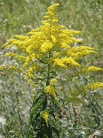 Solidago gigantea