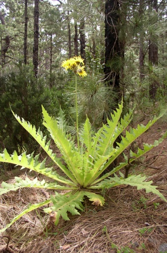 Sonchus acaulis